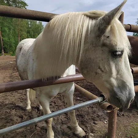 Chez-nous Aeaenekoski, Sauna & Jacuzzi, Northern Lights