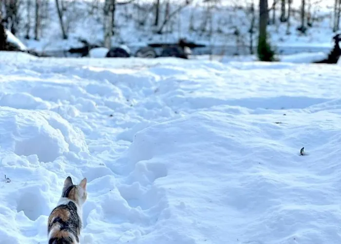 Riverside Cottage Aeaenekoski Sauna And Hot Tub Northern Lights 木屋