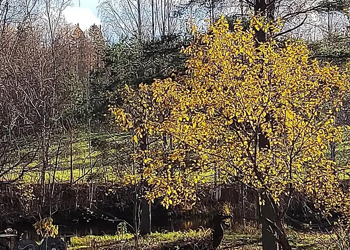 Riverside Cottage Aeaenekoski Sauna And Hot Tub Northern Lights 木屋