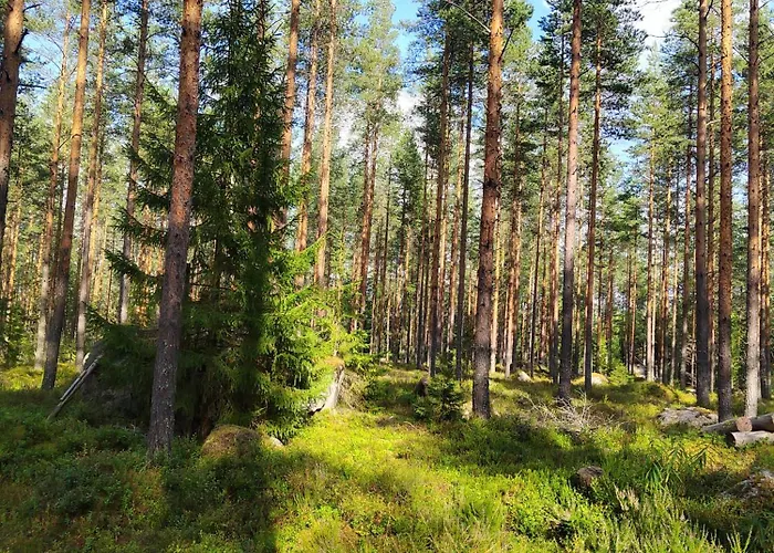 Riverside Cottage Aeaenekoski Sauna And Hot Tub Northern Lights Äänekoski