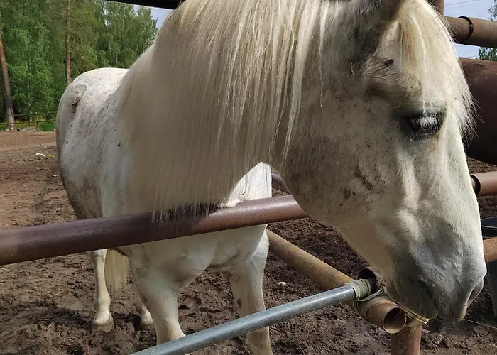Riverside Cottage Aeaenekoski Sauna And Hot Tub Northern Lights